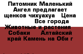 Питомник Маленький Ангел предлагает щенков чихуахуа › Цена ­ 10 000 - Все города Животные и растения » Собаки   . Алтайский край,Камень-на-Оби г.